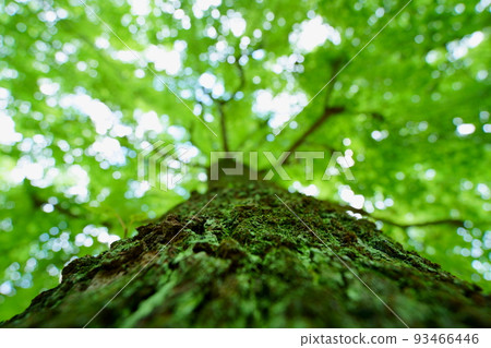 A refreshing summer forest, a large Taiwan sweet tooth tree A refreshing summer forest, a large Taiwan sweet tooth tree 93466446