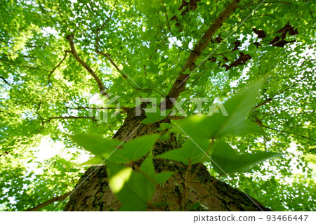 A refreshing summer forest, a large Taiwan sweet tooth tree A refreshing summer forest, a large Taiwan sweet tooth tree 93466447