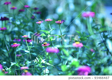 Hakushu-cho, Hokuto City, Swallowtail butterfly flying between zinnia flowers and feeding Hakushu-cho, Hokuto City, Swallowtail butterfly flying between zinnia flowers and feeding 93466487