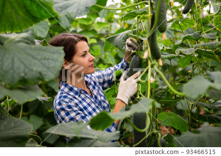 Female farmer harvesting crop of cucumbers in greenhouse 93466515