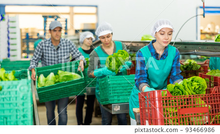 Women and man sorting lettuce in vegetable factory Women and man sorting lettuce in vegetable factory 93466986