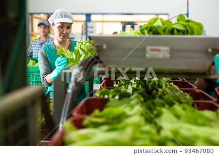 Focused female worker checking lettuce on conveyor belt of sorting line 93467080