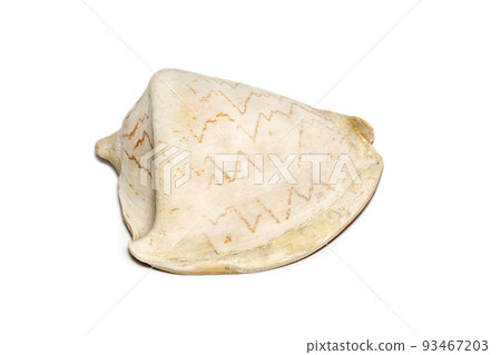Image of andaman seashell (cymbiola nobilis) on a white background. Undersea Animals. Sea shells. 93467203