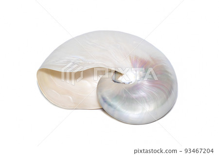 Image of pearl shell of a nautilus pompilius on a white background. Sea shells. Undersea Animals. Image of pearl shell of a nautilus pompilius on a white background. Sea shells. Undersea Animals. 93467204