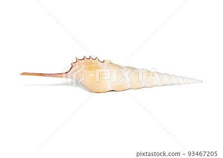 Image of Tibia Fusus sea shells (Spindle tibia or Shinbone tibia gastropod) on a white background. Sea shells. Undersea Animals. 93467205