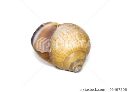 Image of brown spiral sea shell on a white background. Undersea Animals. Sea shells. 93467206