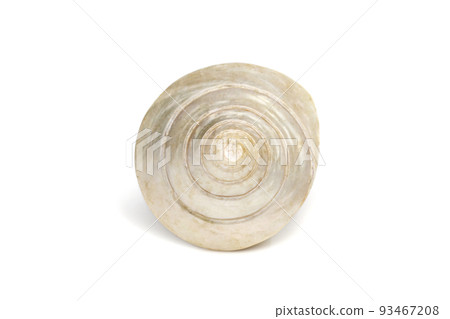 Image of pearl trochus seashells on a white background. Undersea Animals. Sea Shells. Image of pearl trochus seashells on a white background. Undersea Animals. Sea Shells. 93467208