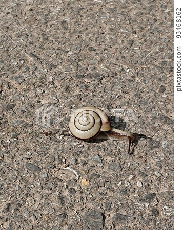 Snail 202005 (2) Snail 202005 (2) 93468162