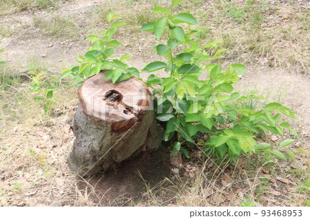 Stump June 2021 Stump June 2021 93468953