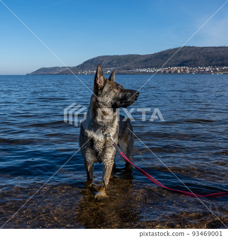 A young German Shepherd in a lake. Sable colored working line breed A young German Shepherd in a lake. Sable colored working line breed 93469001