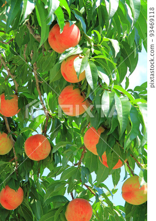 Pre-harvest peaches 93469118