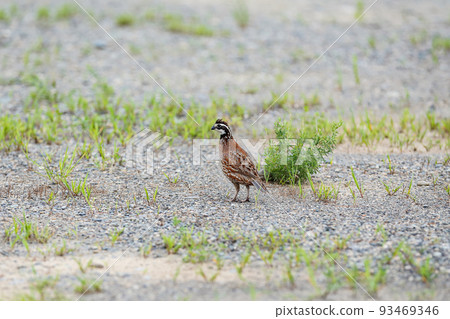 Bobwhite 鵪鶉在河床上游盪 93469346