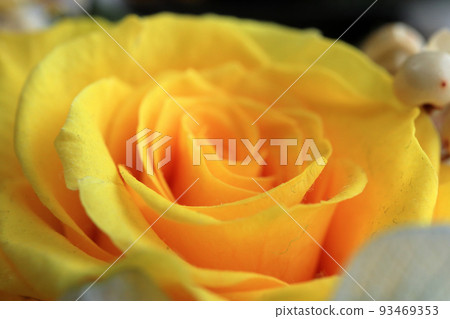Preserved flower rose Preserved flower rose 93469353