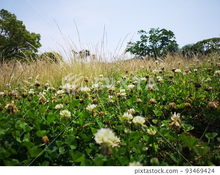 Carpet of white clover Carpet of white clover 93469424