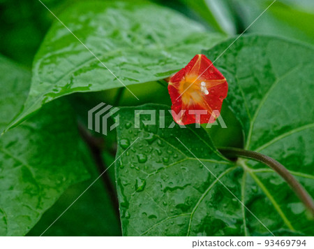 Convolvulaceae 93469794