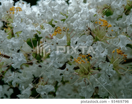 千金科紫薇的白花 93469796