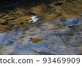 A kingfisher skimming the surface of a river 93469909