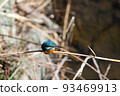 Kingfisher standing in the reeds of the river bed 93469913