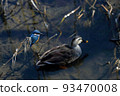 Kingfishers and spot-billed ducks standing in the reeds of the river bed 93470008