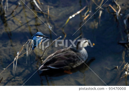 Kingfishers and spot-billed ducks standing in the reeds of the river bed 93470008