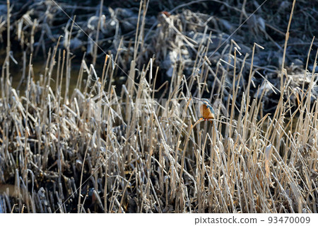 A kingfisher standing on a branch of a riverside tree 93470009