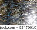 A kingfisher standing in a reed holding a fish it has hunted 93470010