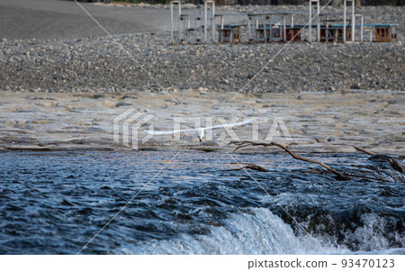 EOS5D. 山口岩國,空中白鷺。 EOS5D. 山口岩國,空中白鷺。 93470123