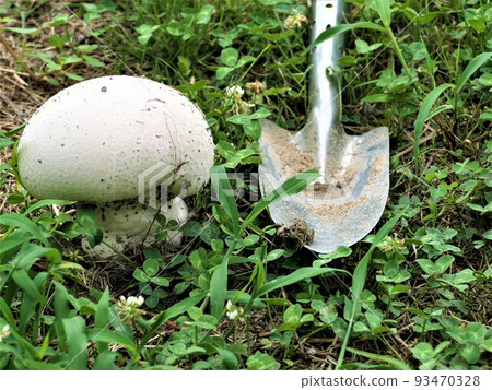 The main character aims at the prey from the top of the white mushroom scoop The main character aims at the prey from the top of the white mushroom scoop 93470328
