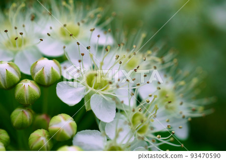 White spring flowers close up. Floral beautiful background. Nature White spring flowers close up. Floral beautiful background. Nature 93470590