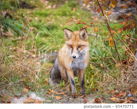 The red fox Vulpes vulpes walks along a path in the forest. 93470771