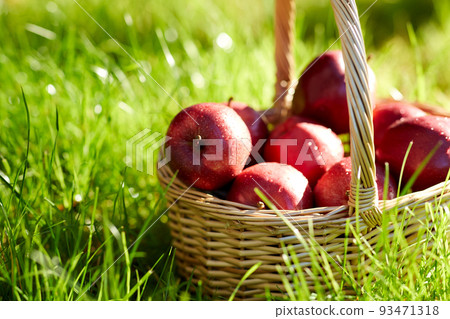 red ripe apples in wicker basket on grass 93471318