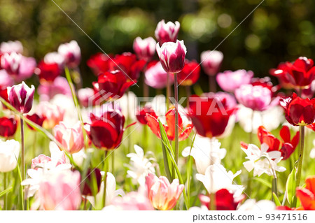 close up of tulip flowers at summer garden 93471516
