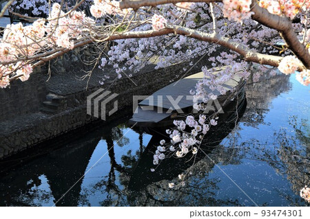 Strolling along the Suimon River with cherry blossoms in full bloom 46 (Suimon River, Ogaki City, Gifu Prefecture) 93474301