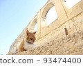A cat grooming European streets 93474400