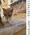 cat approaching camera 93474413