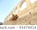 A cat that looks good 93474414