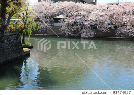 沿著盛開的櫻花漫步水門川 56（岐阜縣大垣市水門川） 93474937