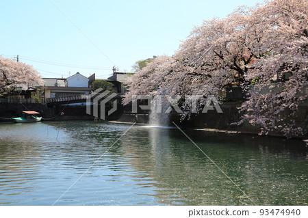 Strolling along the Suimon River with cherry blossoms in full bloom 59 (Suimon River, Ogaki City, Gifu Prefecture) Strolling along the Suimon River with cherry blossoms in full bloom 59 (Suimon River, Ogaki City, Gifu Prefecture) 93474940