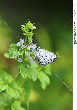 薄荷花和 Lycaenidae 93475308