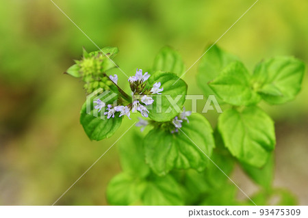 薄荷花 薄荷花 93475309
