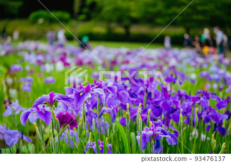 Higashimurayama Hachikokuyama Iris 93476137