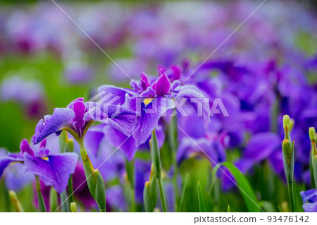 Higashimurayama Hachikokuyama Iris 93476142
