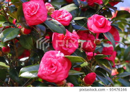 Camellia flower Camellia flower 93476166