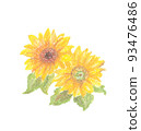 Hand-drawn illustration of sunflower 93476486