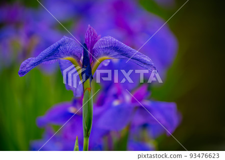 Higashimurayama Hachikokuyama Iris Higashimurayama Hachikokuyama Iris 93476623