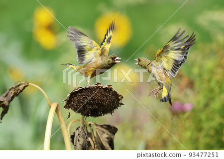 Battle of Kawarahiwa 93477251