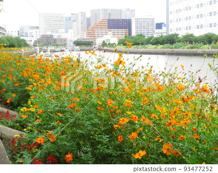 Yellow Cosmos of Shinagawa Hanakaido 93477252