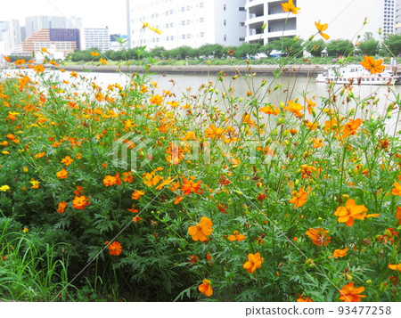 品川花街道的黃色波斯菊 93477258