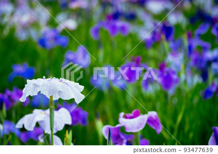Higashimurayama Hachikokuyama Iris Higashimurayama Hachikokuyama Iris 93477639