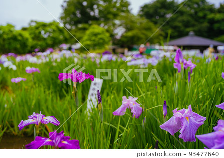 Higashimurayama Hachikokuyama Iris 93477640